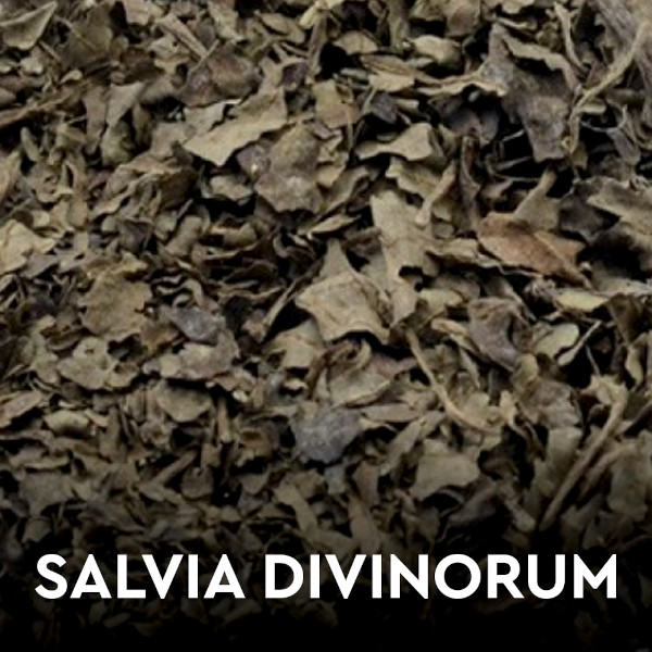 Salvia Divinorum