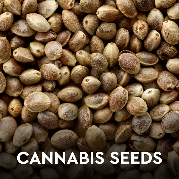 Cannabis Seeds