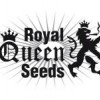Royal Queen Seeds