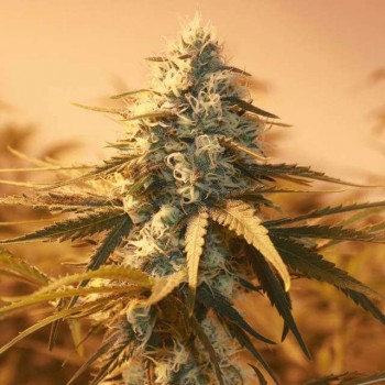 AK48 Feminised Seeds - 5 AK48 Feminised Seeds - 5