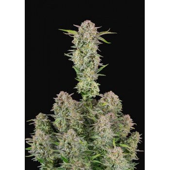 Bruce Banner Auto Feminised Seeds
