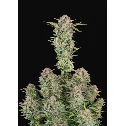 Bruce Banner Auto Feminised Seeds