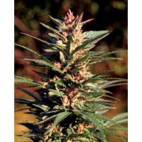 Double D Feminised Seeds - 5 Double D Feminised Seeds - 5