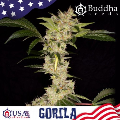 Gorila Feminised Seeds