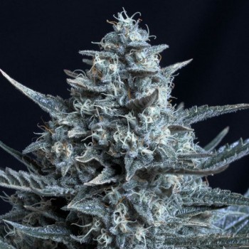 Blubonik Feminised Seeds Blubonik Feminised Seeds