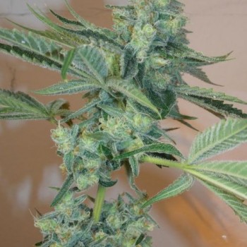 Girl Scout Cookies Feminised Seeds - 6 Girl Scout Cookies Feminised Seeds - 6