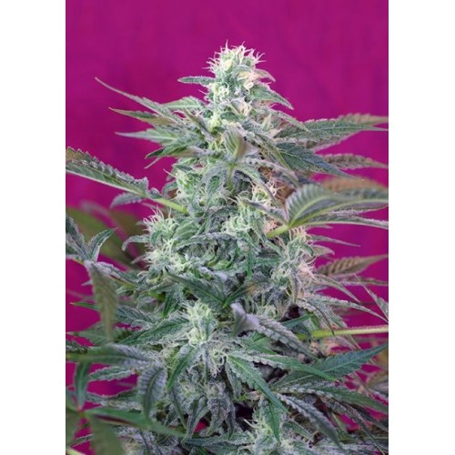 Big Foot Feminised Seeds Big Foot Feminised Seeds