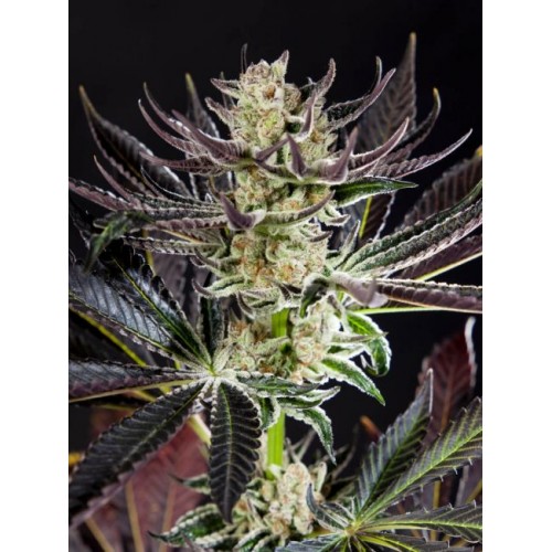 Purple Punch x Do-Si-Dos Feminised Purple Punch x Do-Si-Dos Feminised