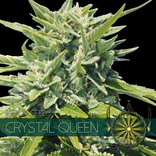 Crystal Queen Feminised Seeds Crystal Queen Feminised Seeds