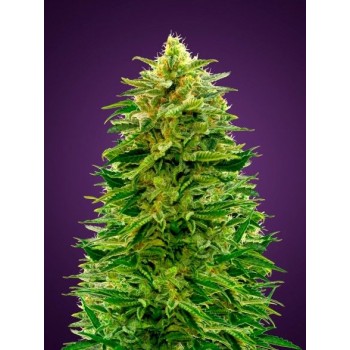 Amnesia Auto Feminised Seeds