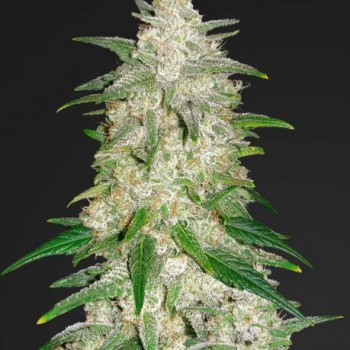 Gelato Auto Feminised Seeds Gelato Auto Feminised Seeds