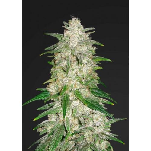 Gelato Auto Feminised Seeds Gelato Auto Feminised Seeds