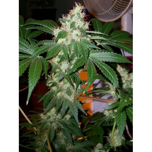 Chem Valley Kush Feminised Seeds - 6 Chem Valley Kush Feminised Seeds - 6
