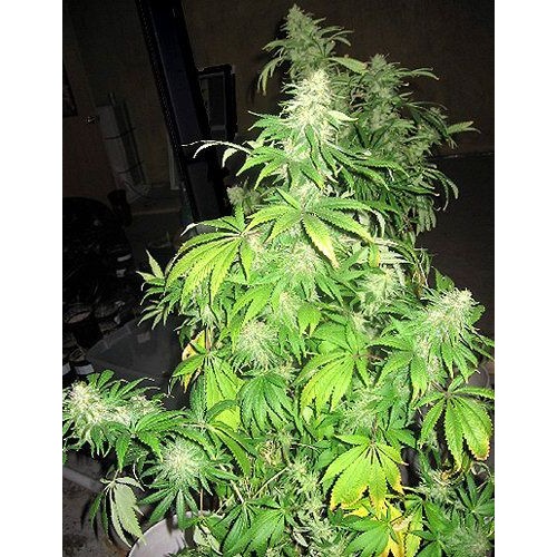 Critical Mass Mr Nice Regular Seeds - 18 Critical Mass Mr Nice Regular Seeds - 18
