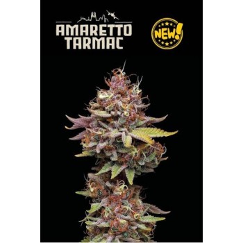 Amaretto Tarmac Feminised Seeds Amaretto Tarmac Feminised Seeds
