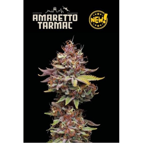 Amaretto Tarmac Feminised Seeds Amaretto Tarmac Feminised Seeds