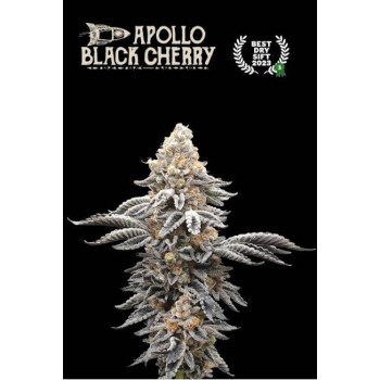 Apollo Black Cherry Feminised Seeds Apollo Black Cherry Feminised Seeds