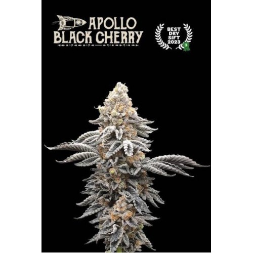 Apollo Black Cherry Feminised Seeds Apollo Black Cherry Feminised Seeds