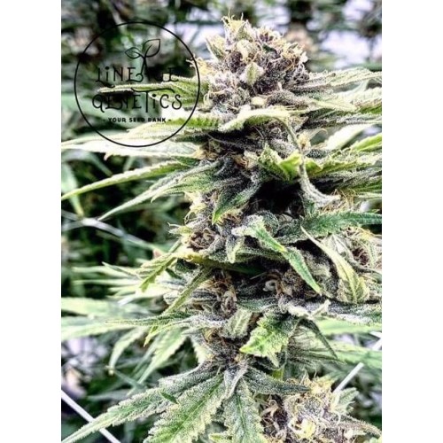 Apple Fritter Feminised Seeds Apple Fritter Feminised Seeds