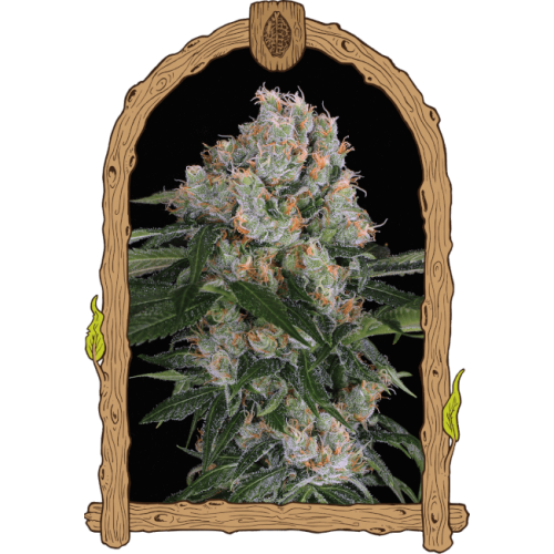 Artic Flurry Feminised Seeds