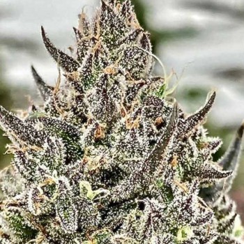 Cheetah the Hut Feminised Seeds - 5 Cheetah the Hut Feminised Seeds - 5