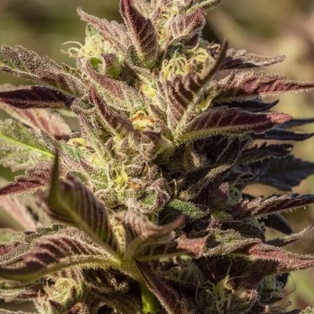 La Jefa Fast Feminised Seeds - 5 La Jefa Fast Feminised Seeds - 5