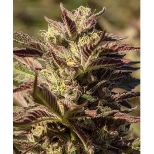 La Jefa Fast Feminised Seeds - 5 La Jefa Fast Feminised Seeds - 5