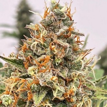 Mendo Butter Feminised Seeds Mendo Butter Feminised Seeds