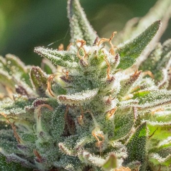Mythic Cheetah Fast Feminised Seeds - 5 Mythic Cheetah Fast Feminised Seeds - 5