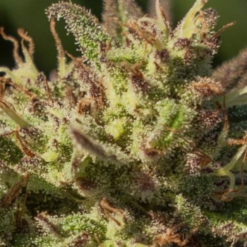 Neon Cowgirl Fast Feminised Seeds - 5 Neon Cowgirl Fast Feminised Seeds - 5