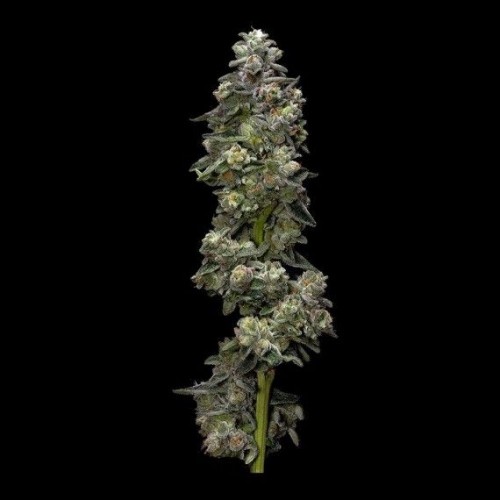 Bakers Delight Auto Feminised Seeds