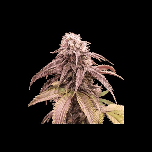 Strawberry Cookies FAST Feminised Seeds Strawberry Cookies FAST Feminised Seeds