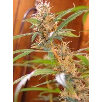 Afghan Haze Regular Seeds - 18 Afghan Haze Regular Seeds - 18