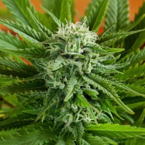 Pineapple Express Auto Feminised Seeds - 5 Pineapple Express Auto Feminised Seeds - 5