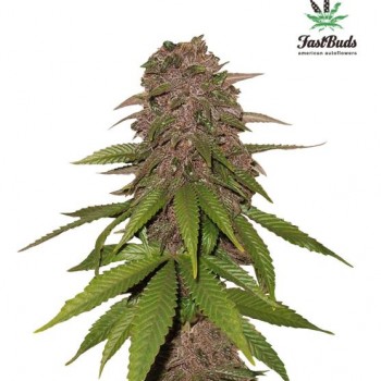 C4 - Auto Feminised Seeds C4 - Auto Feminised Seeds