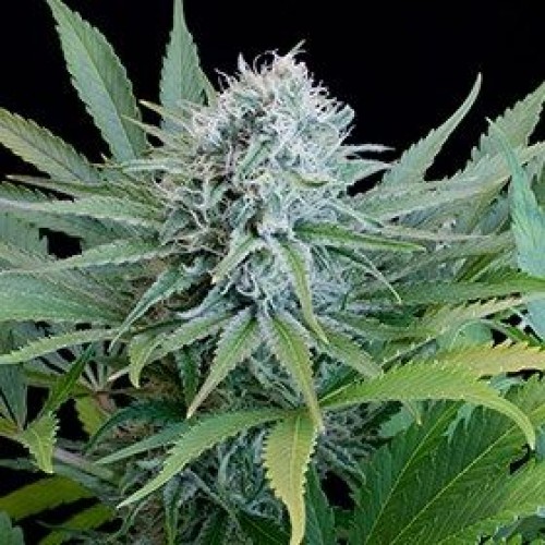 Peach Puree CBD Feminised Seeds - 5 Peach Puree CBD Feminised Seeds - 5