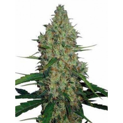 G13 Haze Regular Seeds - 18 G13 Haze Regular Seeds - 18