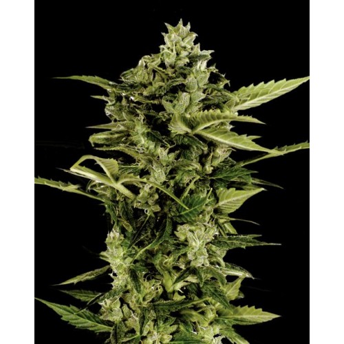 Auto-Bomb Feminised Seeds Auto-Bomb Feminised Seeds