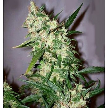 ASH Regular Seeds - 18 ASH Regular Seeds - 18