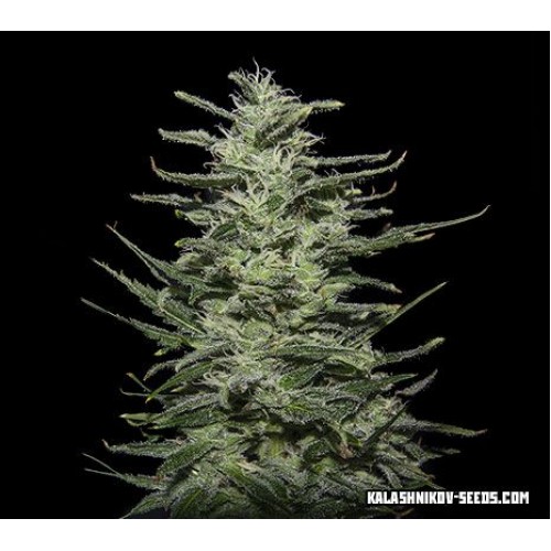 Amnesia Molotov Feminised Seeds Amnesia Molotov Feminised Seeds