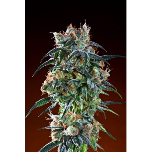 Bay 11 Regular Seeds - 10