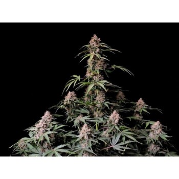 Amnesia Zkittlez Auto Feminised Seeds
