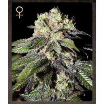 Caboose Feminised Seeds Caboose Feminised Seeds