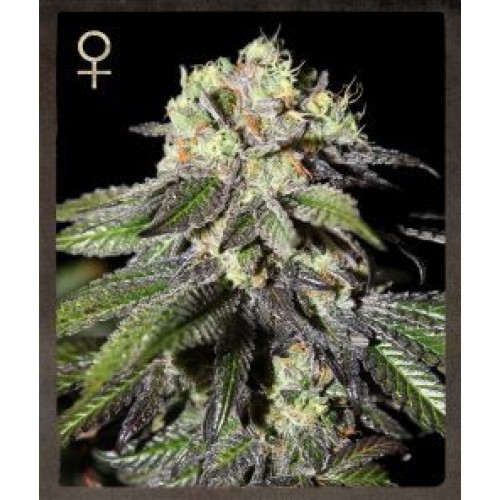 Caboose Feminised Seeds Caboose Feminised Seeds