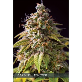 Caramel Monster Feminised Seeds Caramel Monster Feminised Seeds