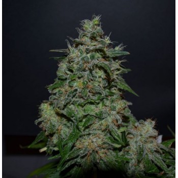 AK Kush Express Feminised Seeds