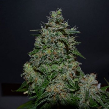AK Kush Express Feminised Seeds
