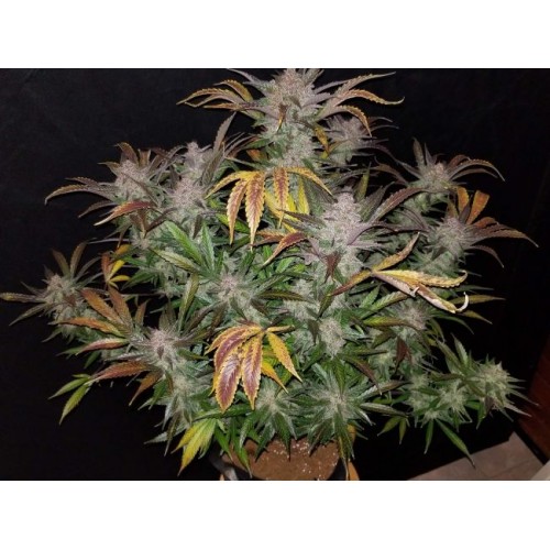 Cream Cookies Auto Feminised Seeds Cream Cookies Auto Feminised Seeds