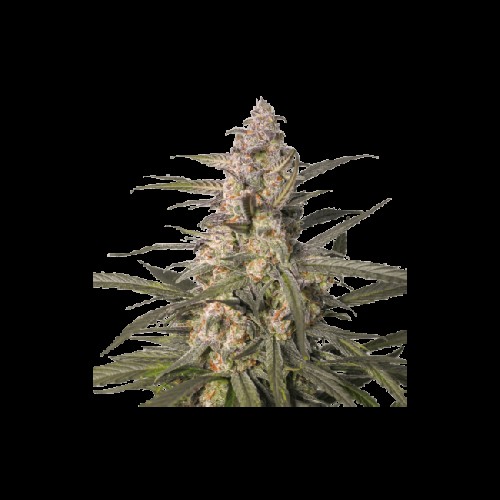 Northern Dragon Fuel Auto Feminised Seeds Northern Dragon Fuel Auto Feminised Seeds