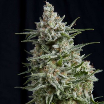 Anesthesia Feminised Seeds Anesthesia Feminised Seeds